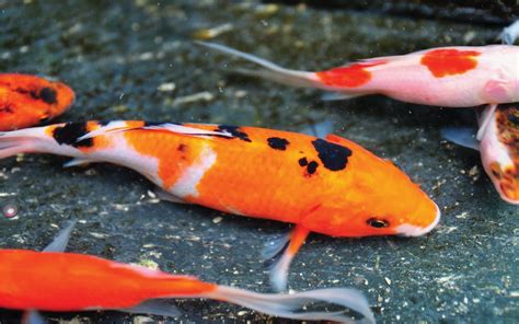 Aqua Koi.